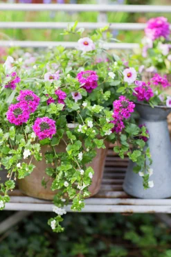 Romantic Garden Mixplantering><noscript><img width=