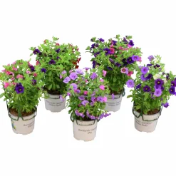 Romantic Garden Mixplantering><noscript><img width=