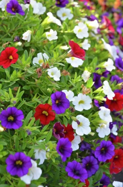 Romantic Garden Mixplantering><noscript><img width=