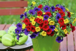 Romantic Garden Mixplantering><noscript><img width=