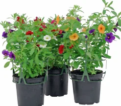 Romantic Garden Mixplantering><noscript><img width=