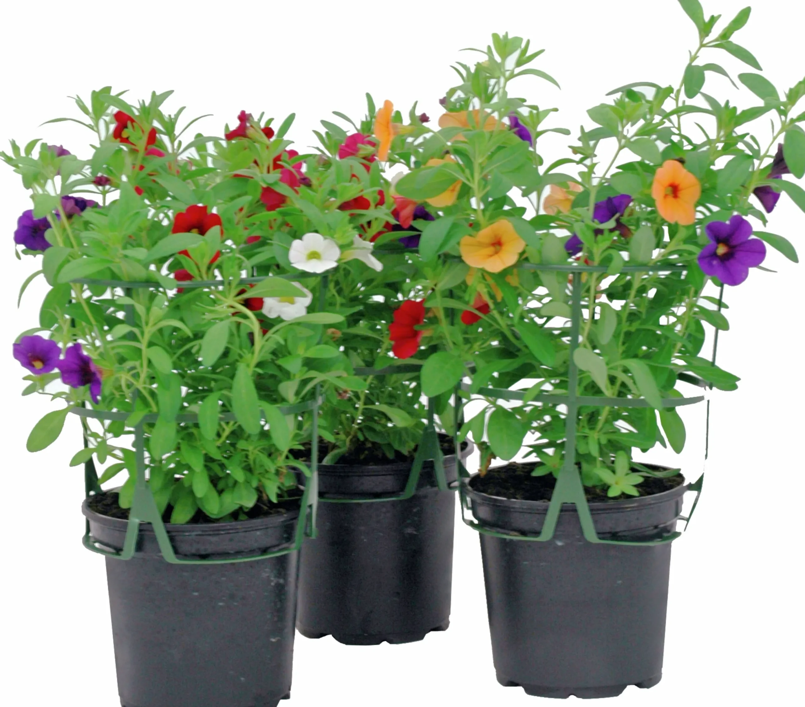 Romantic Garden Mixplantering>Mäster Grön Hot