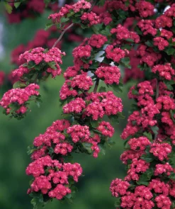 Rosenhagtorn 'Paul's Scarlet' Krukodlad>Omnia garden New