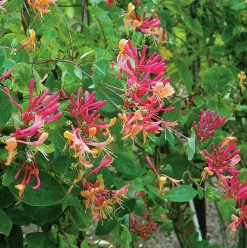 Rosenkaprifol 'American Beauty'><noscript><img width=