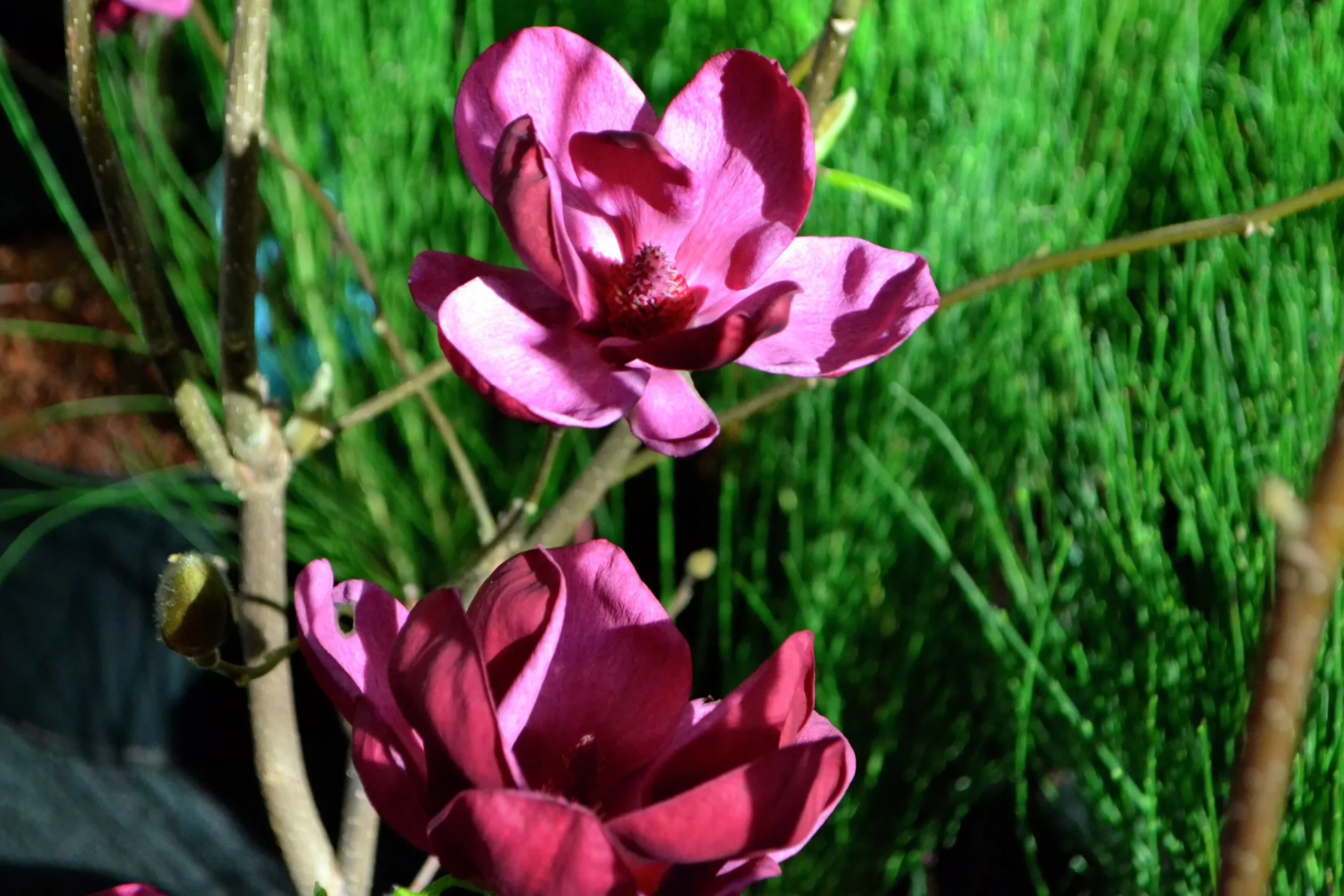 Rosenmagnolia 'Genie'>Omnia garden Clearance