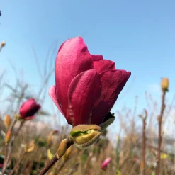 Rosenmagnolia 'Genie'>Omnia garden Clearance