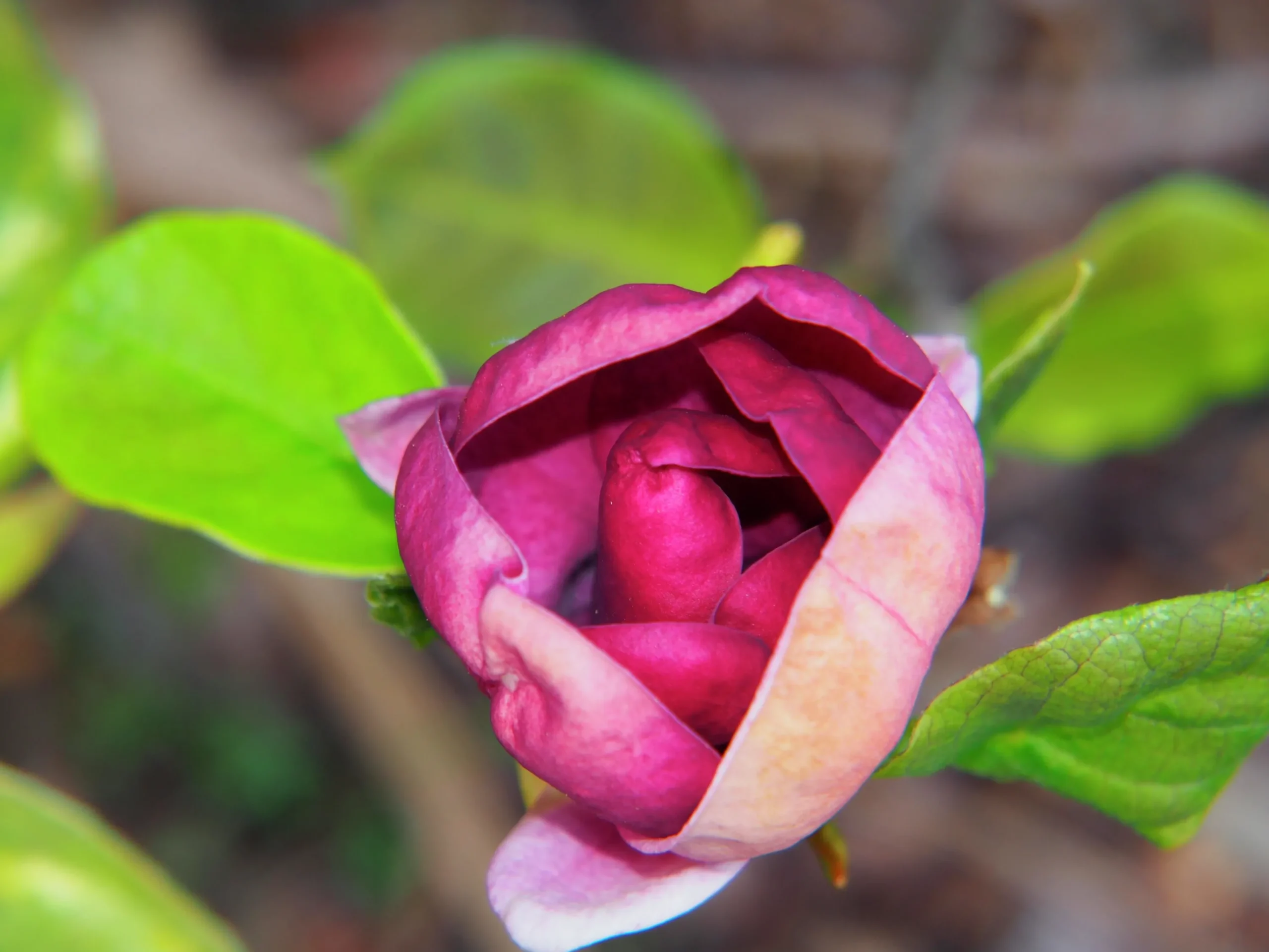 Rosenmagnolia 'Genie'>Omnia garden Clearance