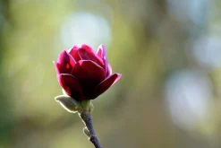 Rosenmagnolia 'Genie'><noscript><img width=