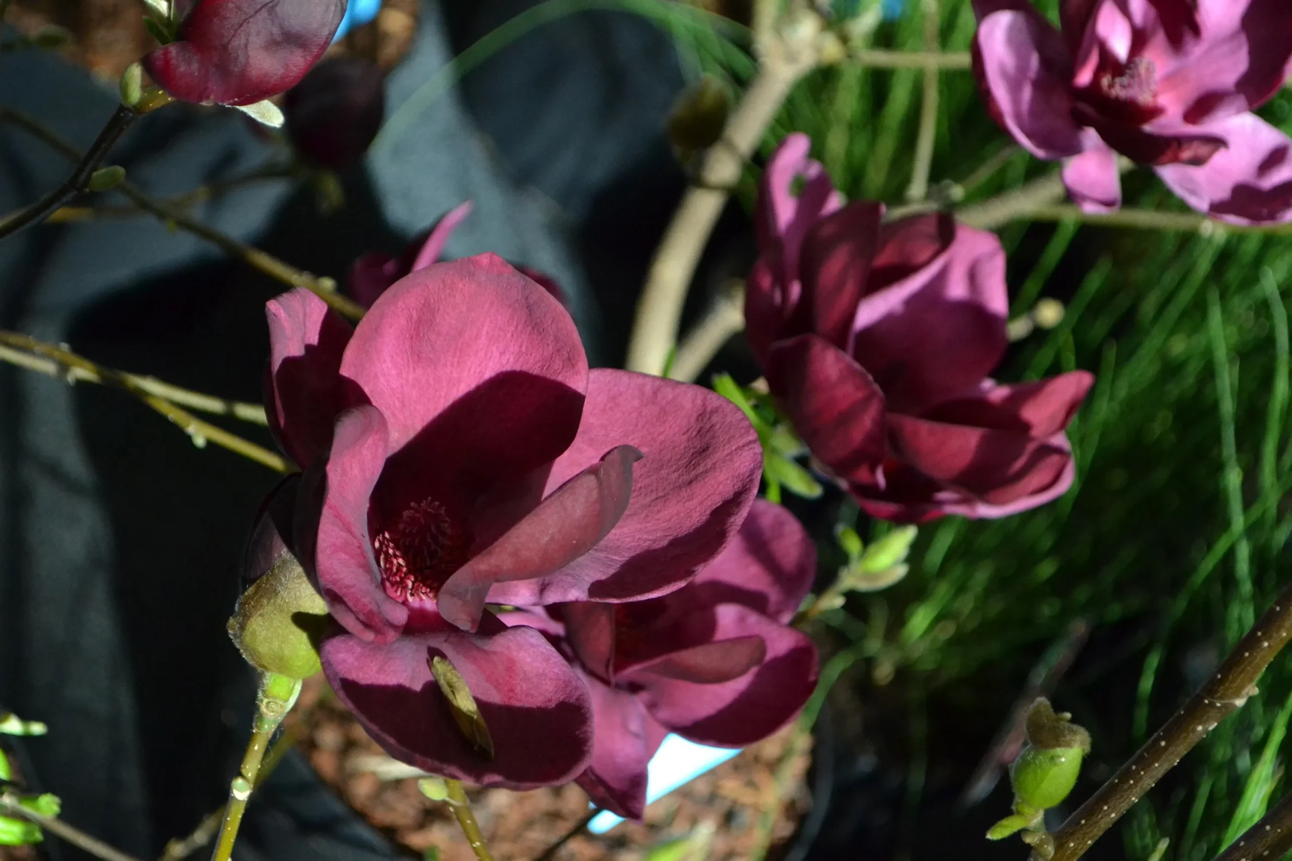 Rosenmagnolia 'Genie' Krukodlad>Omnia garden Hot