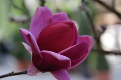 Rosenmagnolia 'Genie' Krukodlad>Omnia garden Hot