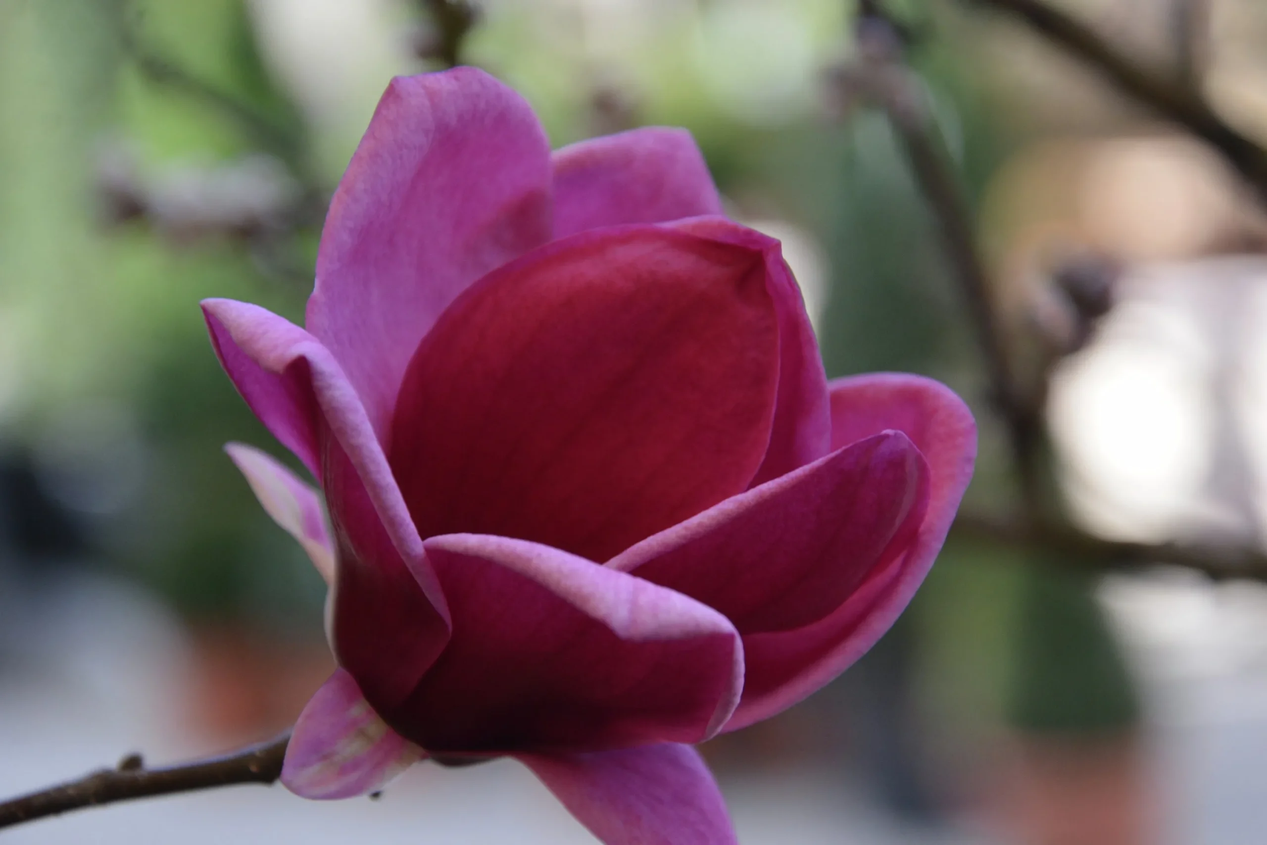 Rosenmagnolia 'Genie' Krukodlad>Omnia garden Hot