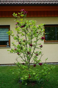 Rosenmagnolia 'Genie' Krukodlad><noscript><img width=