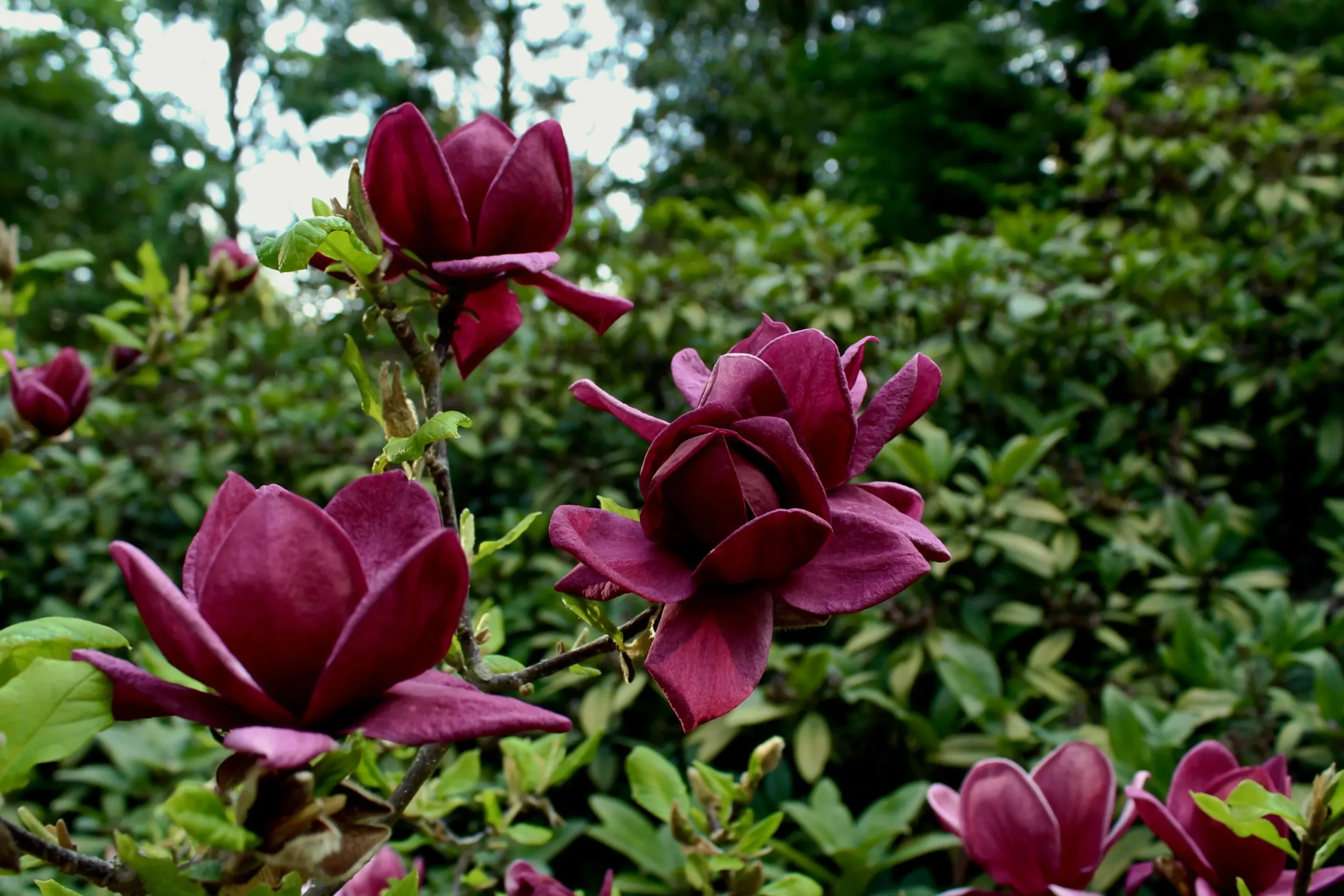 Rosenmagnolia 'Genie' Krukodlad>Omnia garden Hot