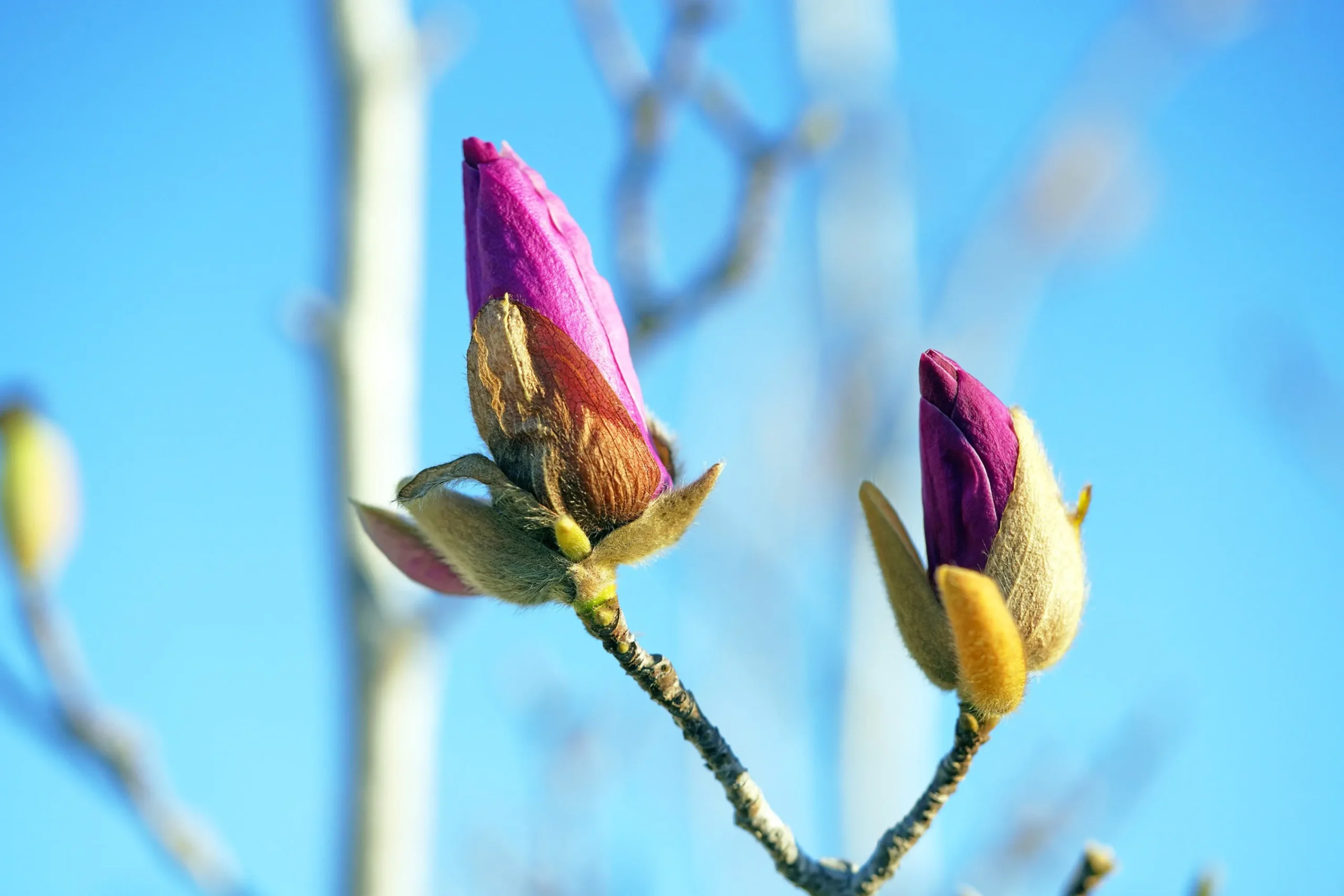 Rosenmagnolia 'Genie' Krukodlad>Omnia garden Hot