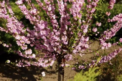 Rosenmandel>Omnia garden Online