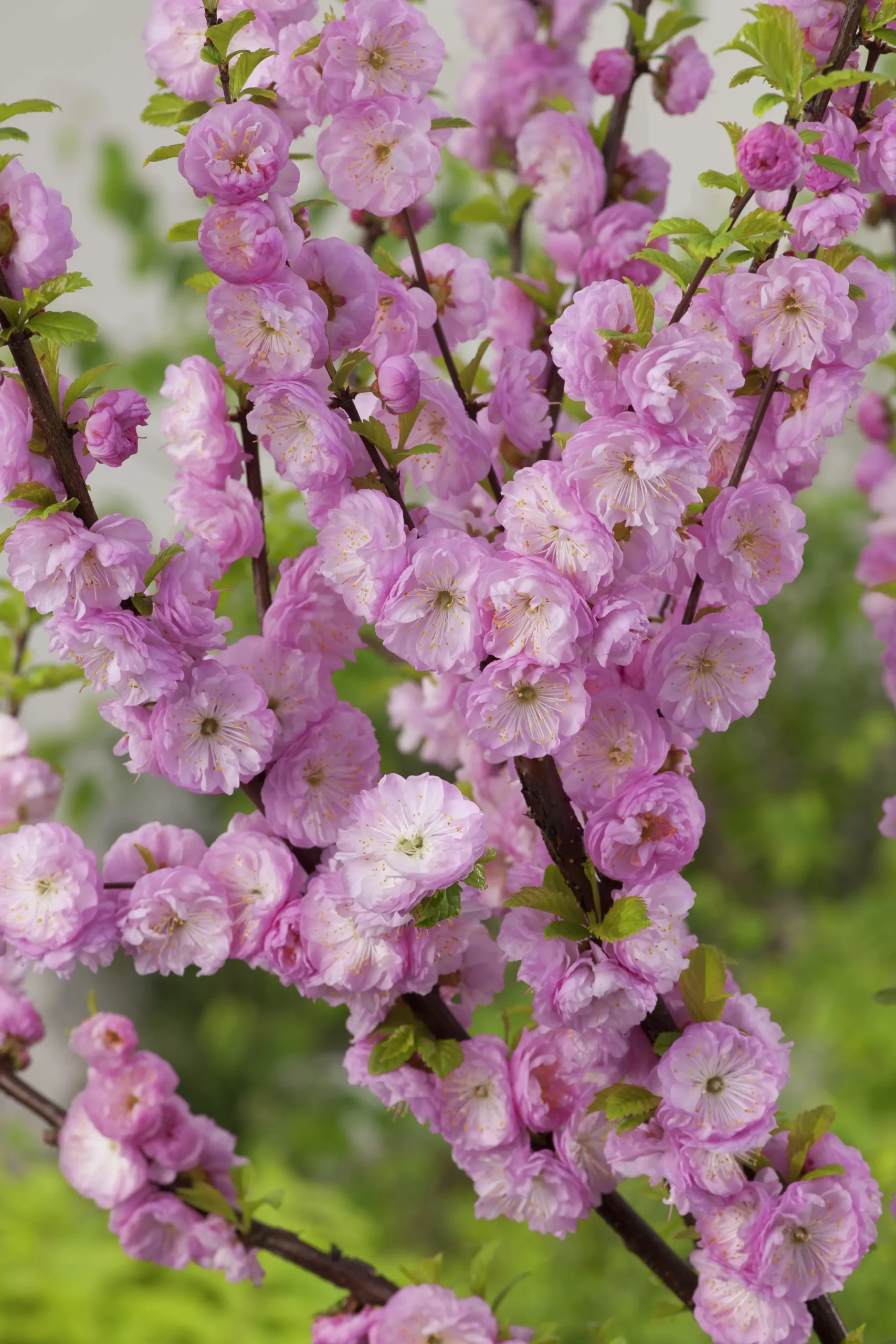 Rosenmandel>Omnia garden Online