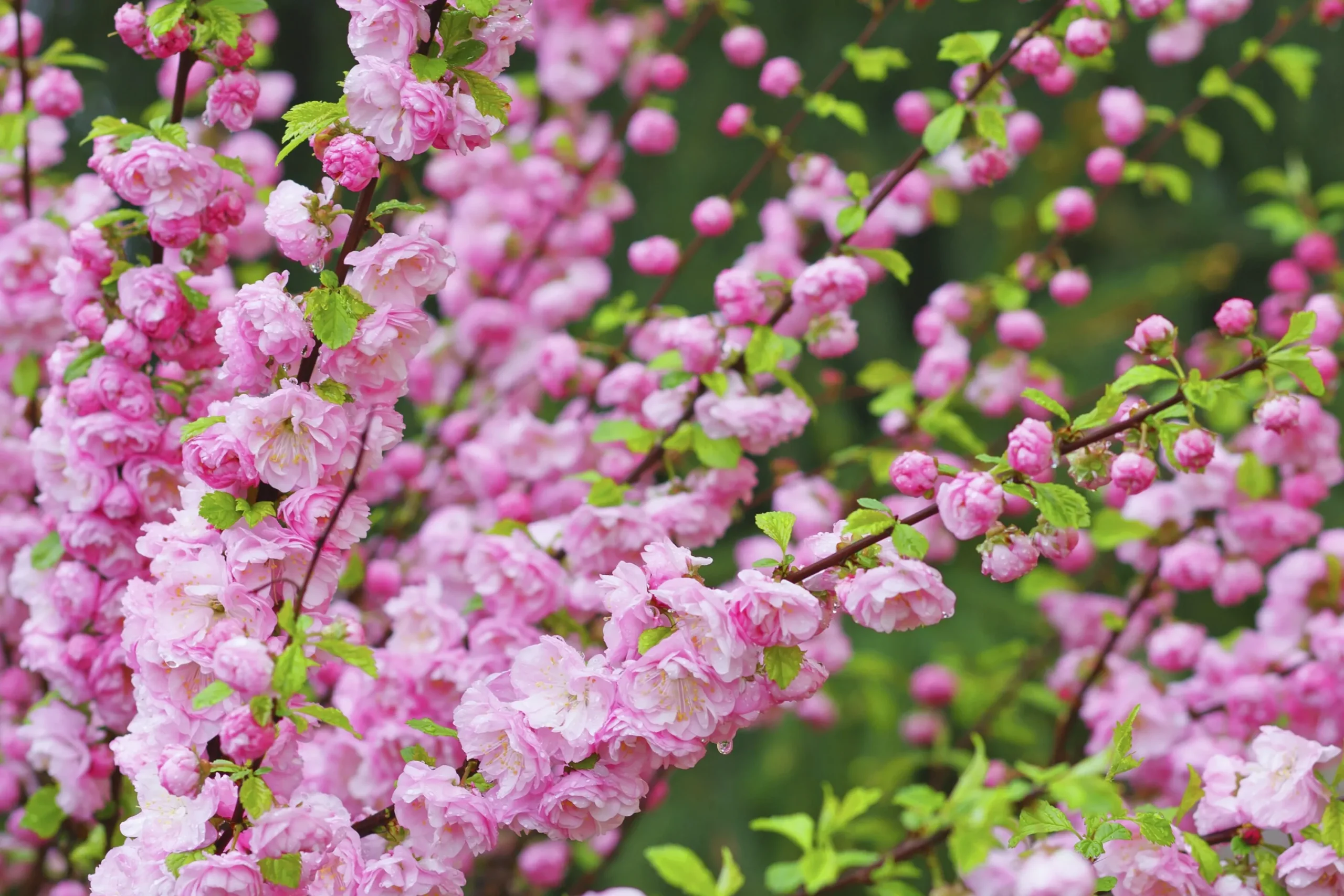 Rosenmandel>Omnia garden Online