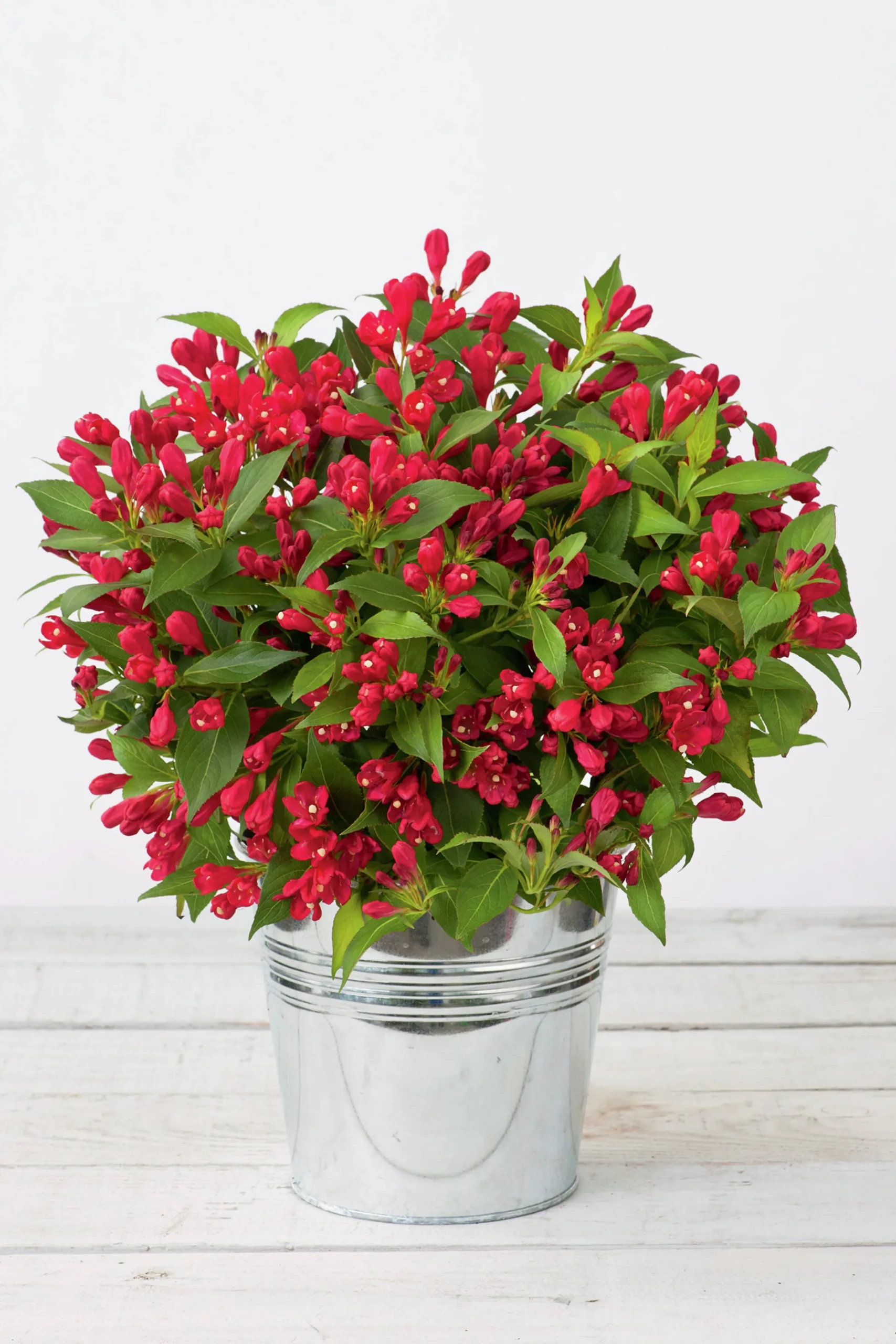 Rosenprakttry 'All Summer Red'>Omnia garden New