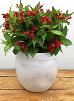 Rosenprakttry 'All Summer Red'>Omnia garden New