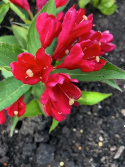 Rosenprakttry 'All Summer Red'><noscript><img width=