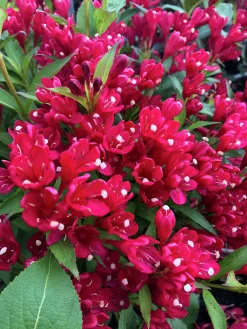 Rosenprakttry 'All Summer Red'><noscript><img width=