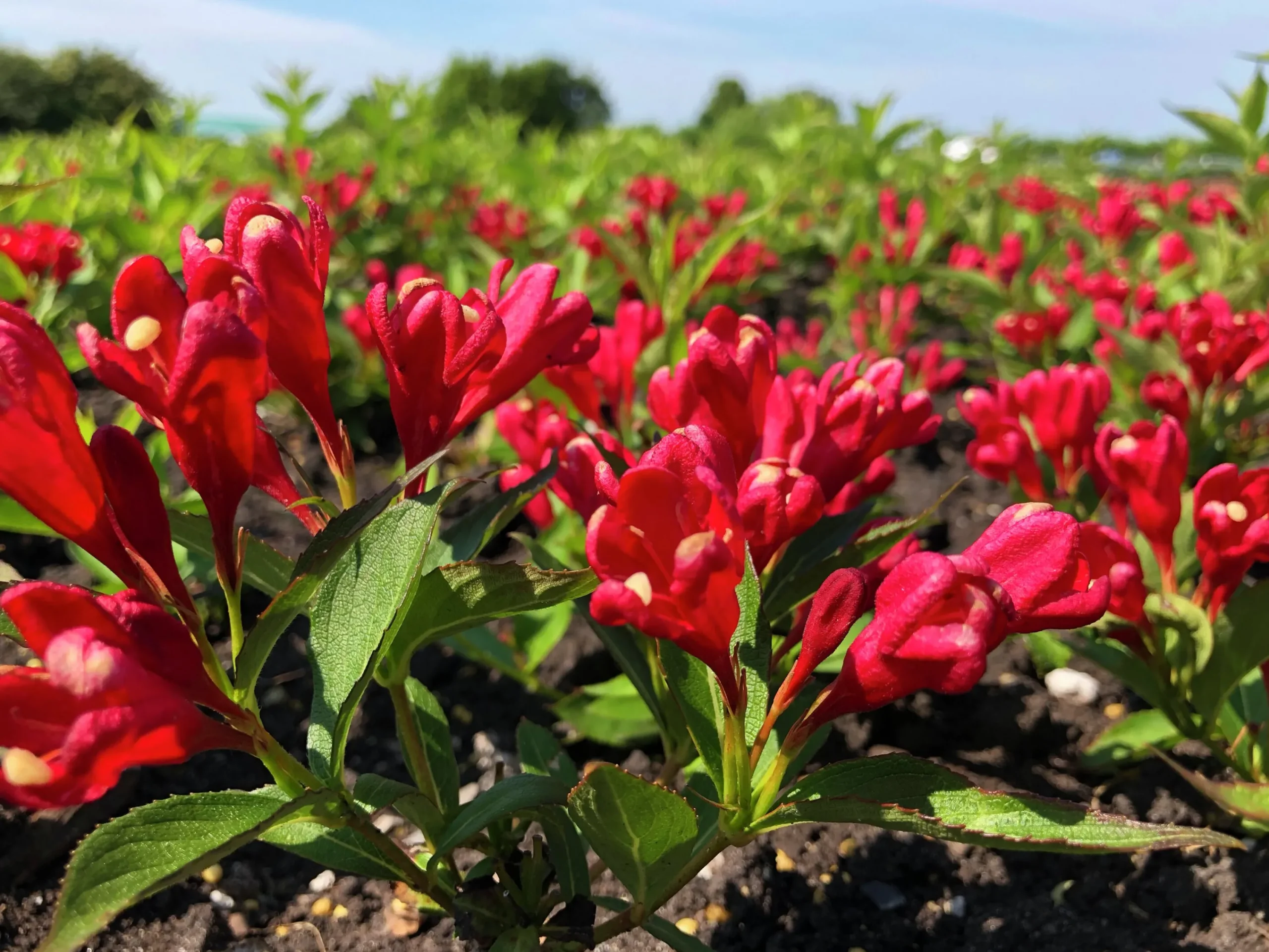 Rosenprakttry 'All Summer Red'>Omnia garden New
