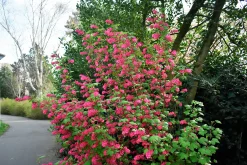 Rosenrips 'King Edward VII'>Omnia garden