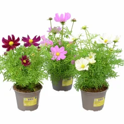 Rosenskära i 13cm kruka>Mäster Grön Outlet