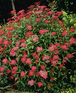 Rosenspirea 'Anthony Waterer' Krukodlad>Omnia garden Clearance