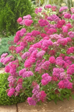 Rosenspirea 'Anthony Waterer' Krukodlad>Omnia garden Clearance