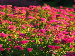 Rosenspirea 'Anthony Waterer' Barrotad><noscript><img width=