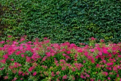 Rosenspirea 'Anthony Waterer' Barrotad><noscript><img width=