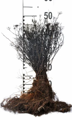 Rosenspirea 'Anthony Waterer' Barrotad><noscript><img width=