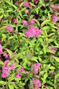 Rosenspirea 'Sapho' D:9-11cm Krukodlad>Omnia garden