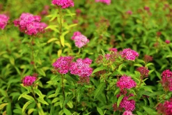 Rosenspirea 'Sapho' D:9-11cm Krukodlad>Omnia garden