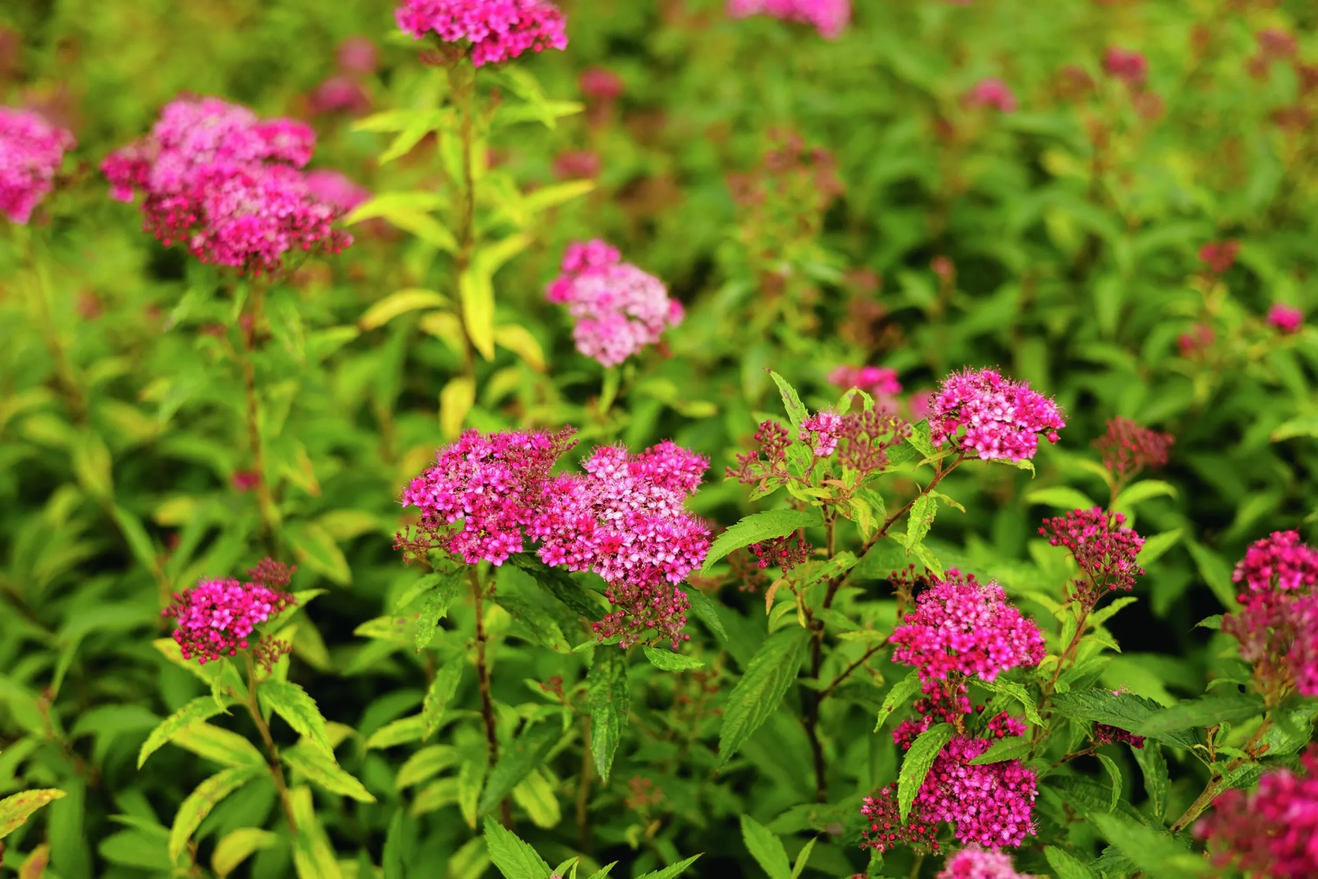 Rosenspirea 'Sapho' D:9-11cm Krukodlad>Omnia garden