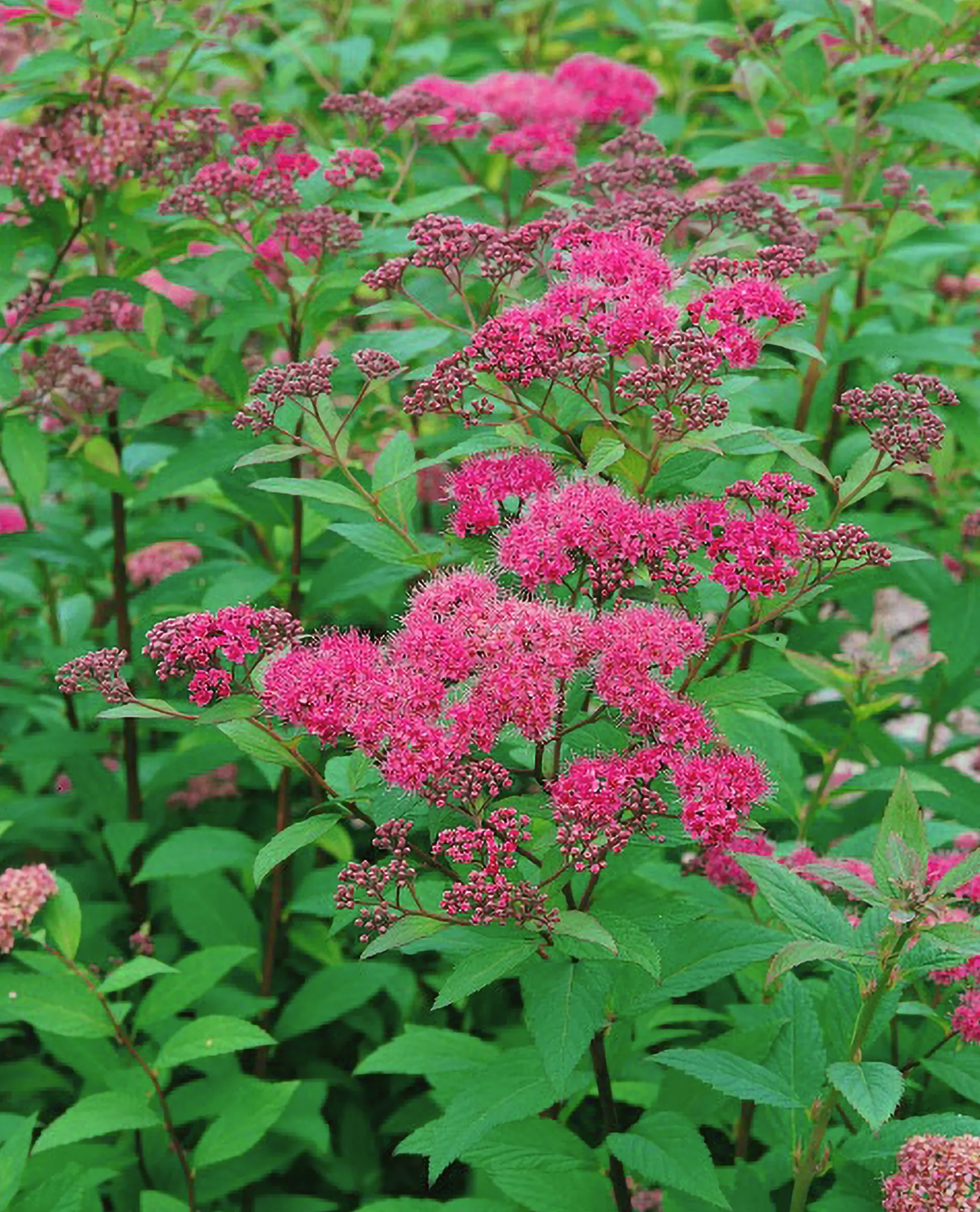 Rosenspirea 'Sapho' D:9-11cm Krukodlad>Omnia garden