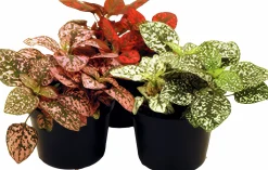 Rosenstänk lat. Hypoestes phyllostachya>Mäster Grön