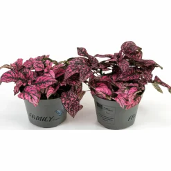 Rosenstänk lat. Hypoestes phyllostachya Mix>Danblumen New
