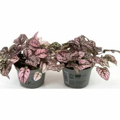 Rosenstänk lat. Hypoestes phyllostachya Mix><noscript><img width=