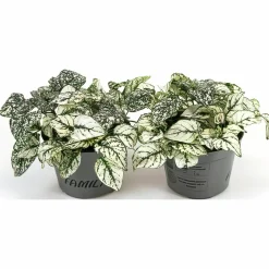Rosenstänk lat. Hypoestes phyllostachya Mix><noscript><img width=
