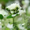 Rosjord & Perennjord Hasselfors 15L>Hasselfors Garden Online