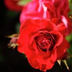 Rosjord & Perennjord Hasselfors 15L><noscript><img width=