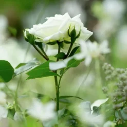 Rosjord & Perennjord Hasselfors 40L><noscript><img width=