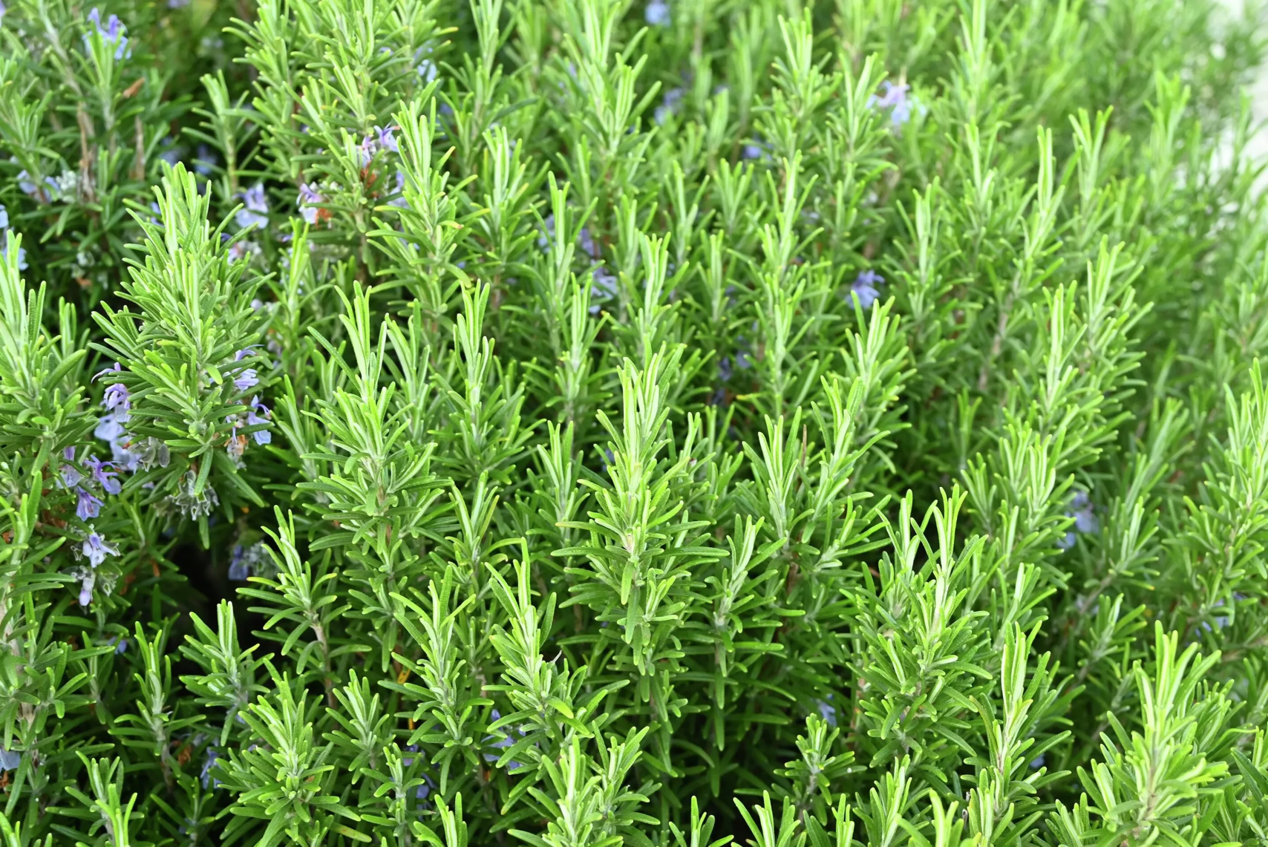 Rosmarin klassisk>Omnia garden Sale