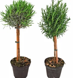 Rosmarin lat. Rosmarinus officinalis på Stam>Mäster Grön Sale