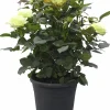 Rosor Flower Circus Mix 19cm kruka>Danblumen Best