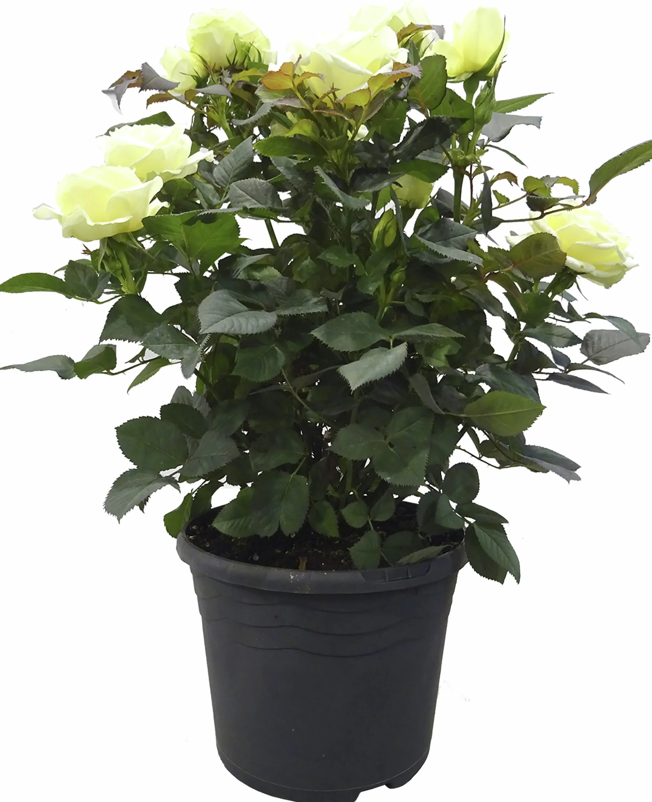Rosor Flower Circus Mix 19cm kruka>Danblumen Best