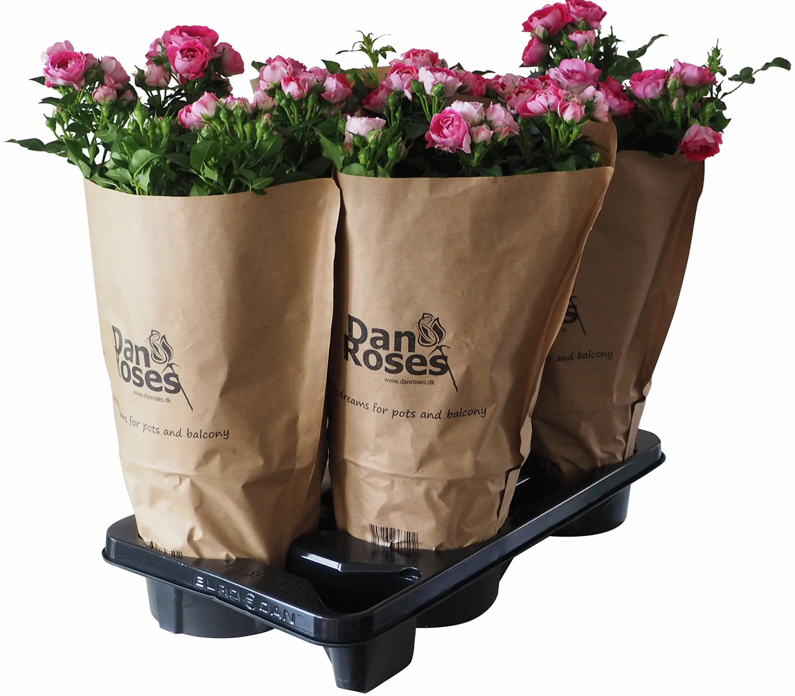 Rosor Flower Circus Mix 19cm kruka>Danblumen Best