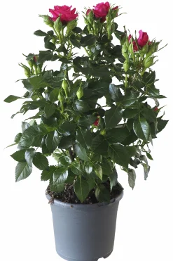 Rosor Flower Circus Mix 19cm kruka><noscript><img width=